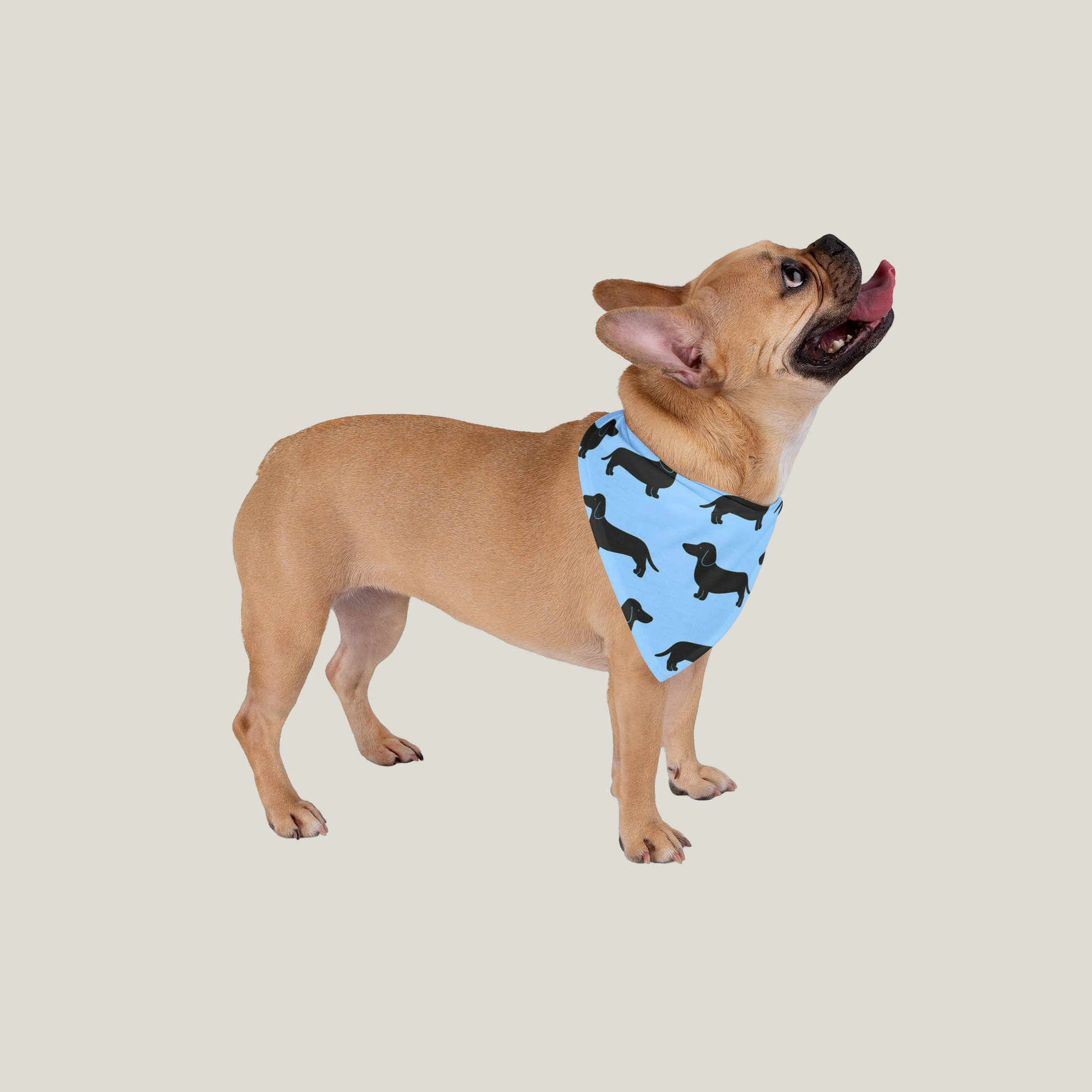 Dog Bandana With Dachshunds